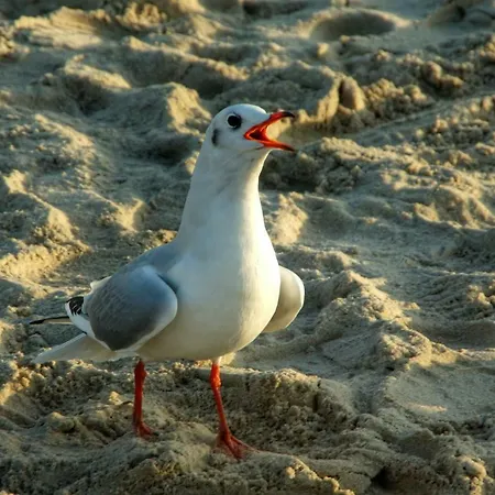 Appartamento Ferienwohnung 540 &Quotsteuermann&Quot